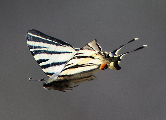 Iphiclides podalirius